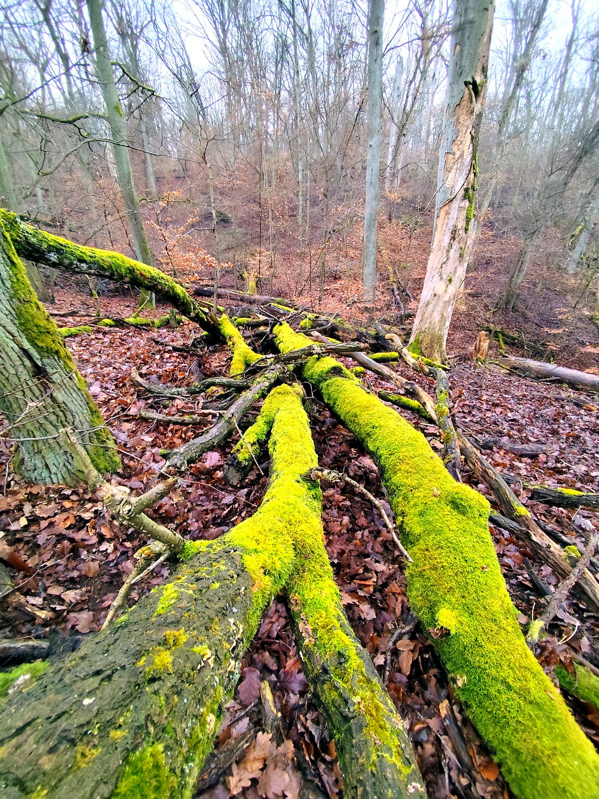 Foto vom Oderbruch-Höhenweg 9