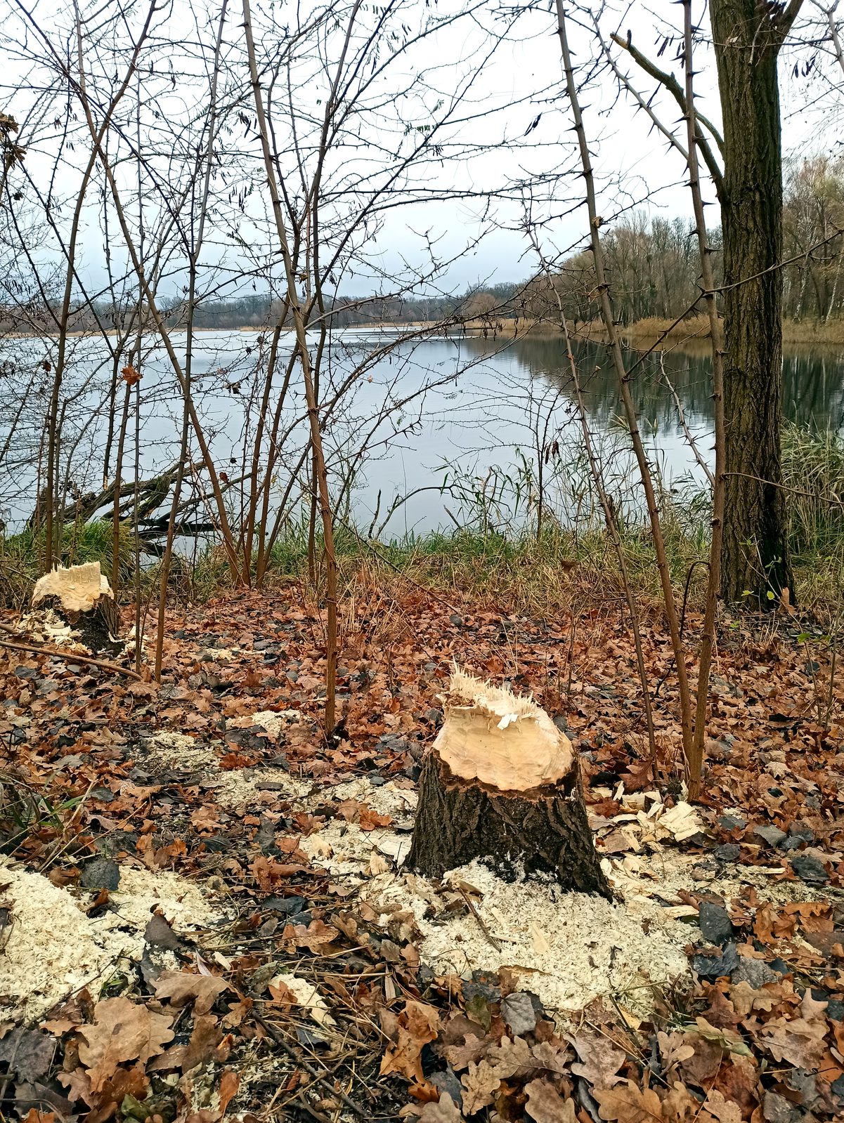 Foto vom Oderbruch-Höhenweg 20